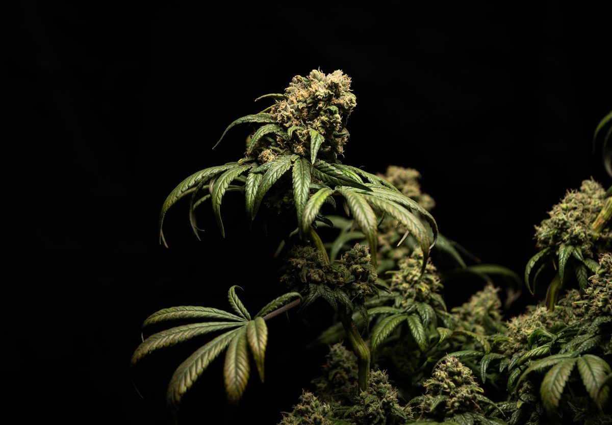 Fresh cannabis flower