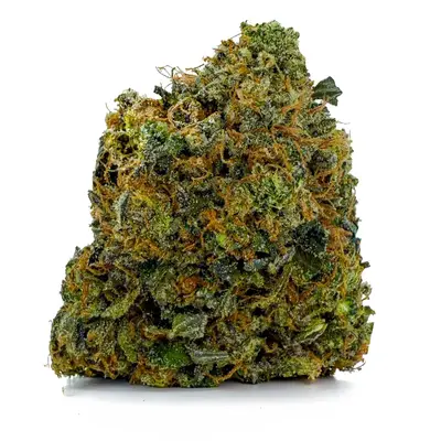 24K GOLD(EXOTIC), Indica Hybrid