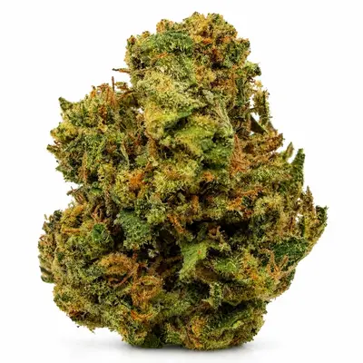 HALIE BERRY (BUDGET), Sativa
