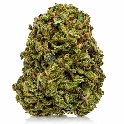 HOLLYWOOD KUSH, Indica Hybrid