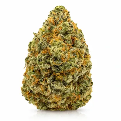 JACK HERRER, Sativa