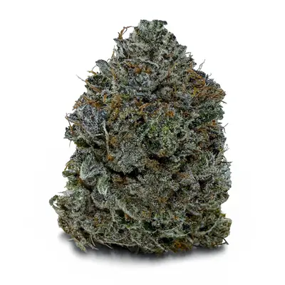MIKE TYSON KO * LIMITED STOCK * (EXOTIC), Indica