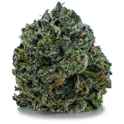 O PINK (CRAFT), Indica