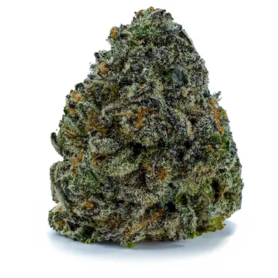 PINK PERMANENT MARKER (EXOTIC), Indica